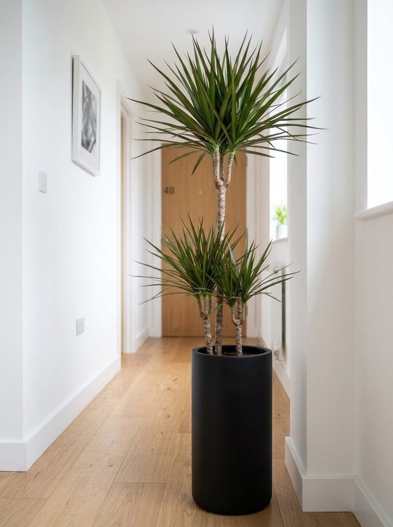 A Dracaena Marginata tree thriving in a narrow apartment hallway.
